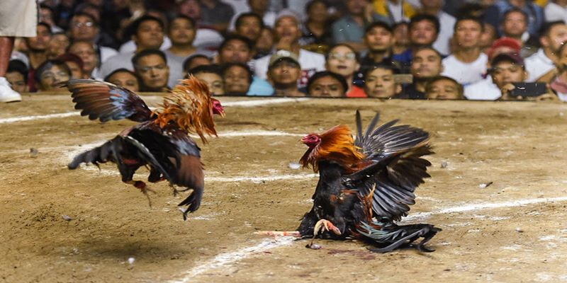 ưu điểm tại đá gà mocbai